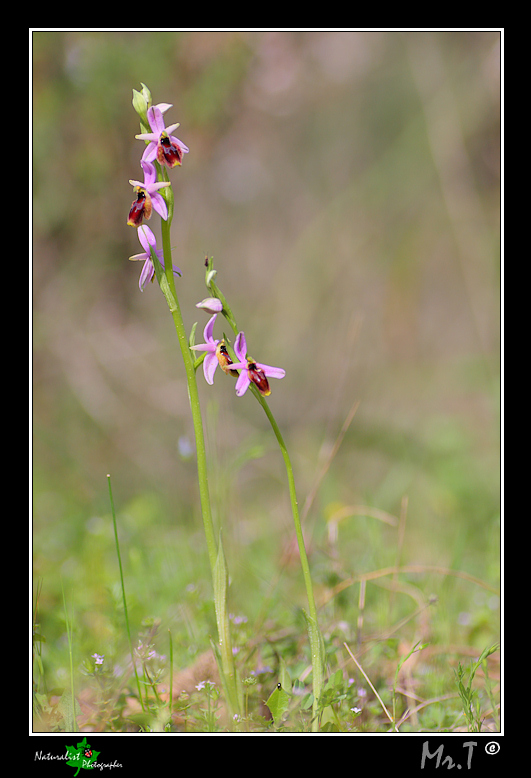 Ophrys lunulata sul Monte Cofano